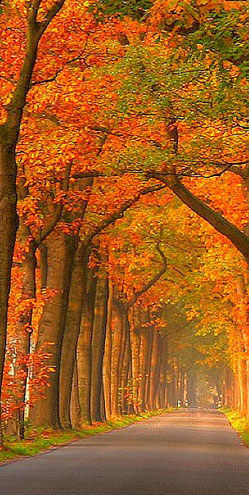 Avenue tree/Road Side Trees all variety
