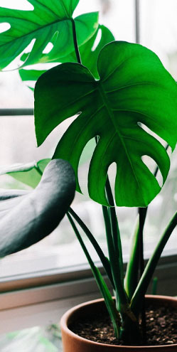 Indoor Plants all variety