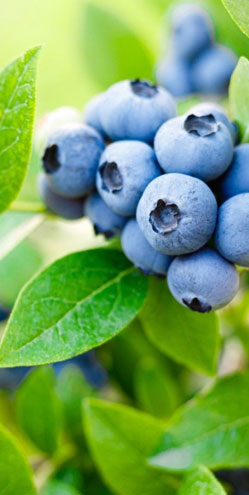 Fruit Plants all variety