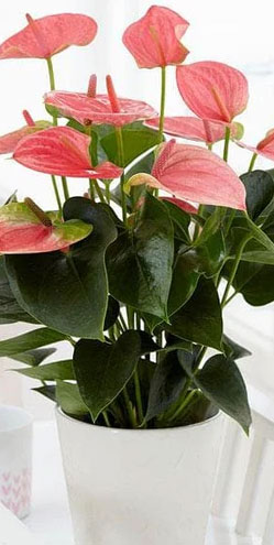 Flowering Plants all variety