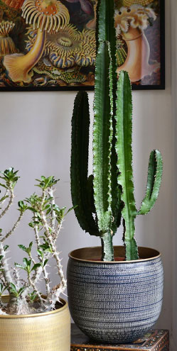 Cactus Plants all variety