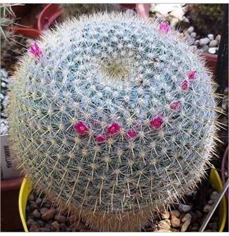 Celsiana Cactus Plant