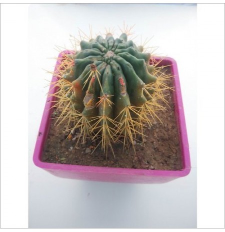Green Cactus Plant