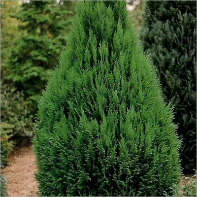 Thuja Compacta Plant