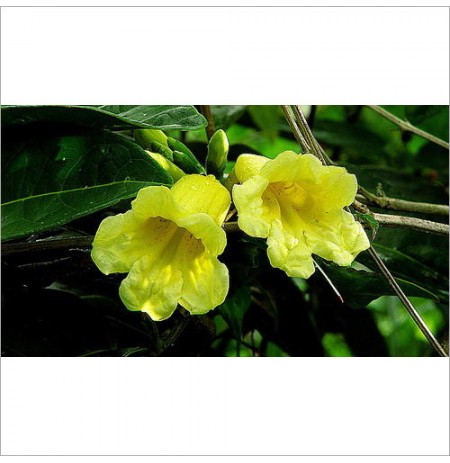 Adenocalymma Comosum Plant
