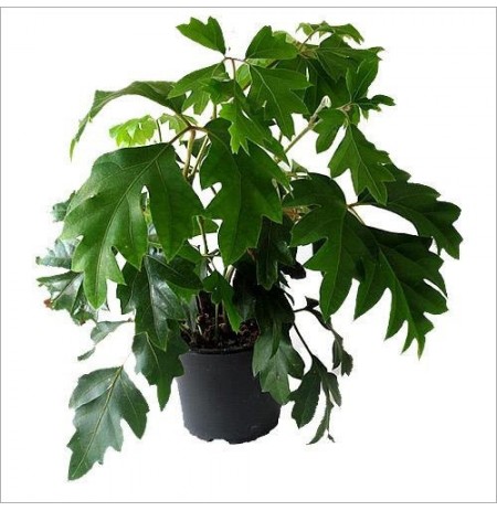 Cissus Rhombifolia Plant