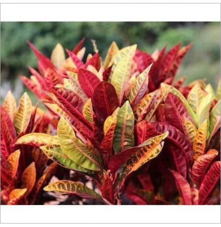 Crotons Plant