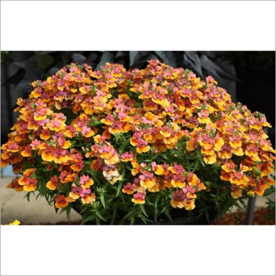 Jakirana Flower Plant