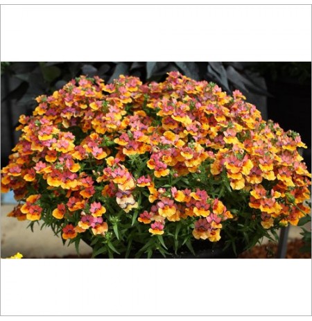 Jakirana Flower Plant