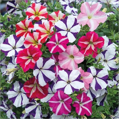 Petunia Flower Plant