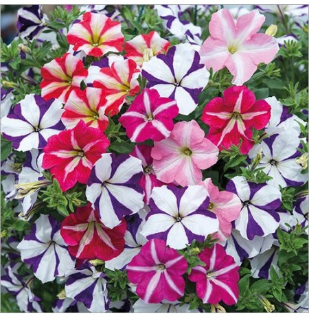 Petunia Flower Plant
