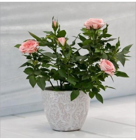 Pink Rose Plant