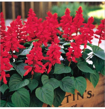 Red Salvia Flower Plant
