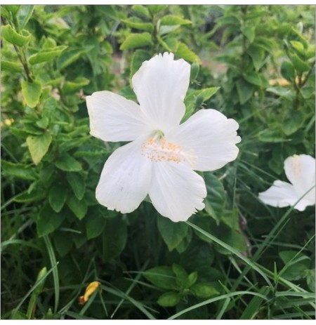 White Lafrance Plant
