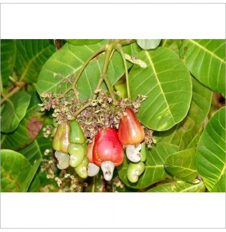 Cashew Nut Seedling Plant