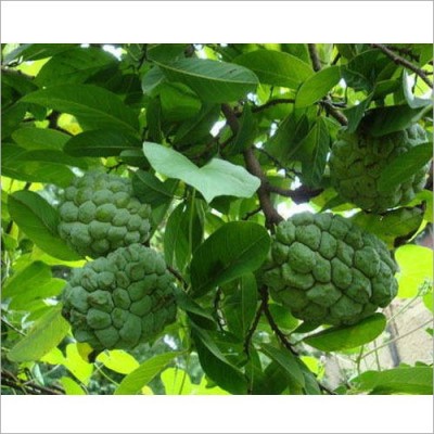 Custard Apple Tree