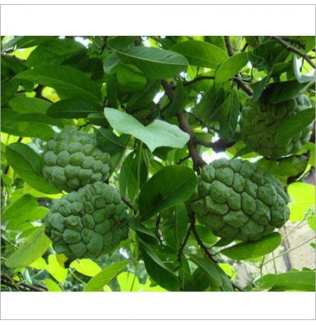 Custard Apple Tree