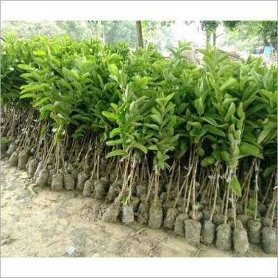Guava Fruit Plant