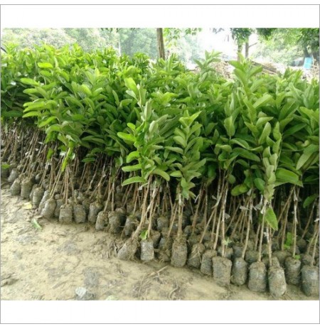 Guava Fruit Plant