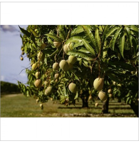 Mango Tree