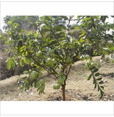 Red Guava Plant