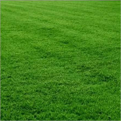Mexican Lawn Grass
