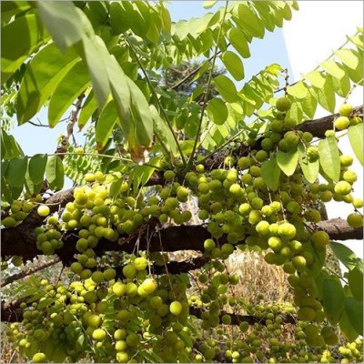Budded Amla Plant
