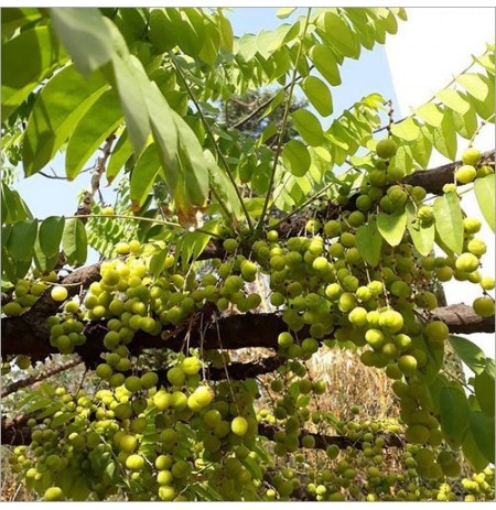 Budded Amla Plant