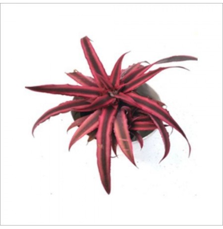 Cryptanthus Bivittatus Ruby Indoor Plant