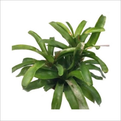 Green Neoregelia Pumilio Indoor Plant 