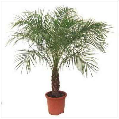 Phoenix Roebelenii Plant