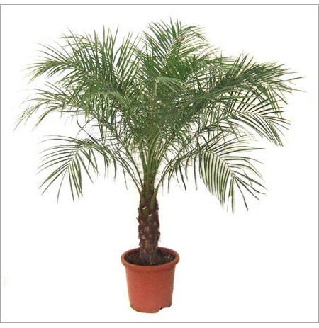 Phoenix Roebelenii Plant