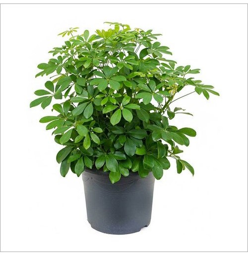 Schefflera Arboricola Indoor Plant