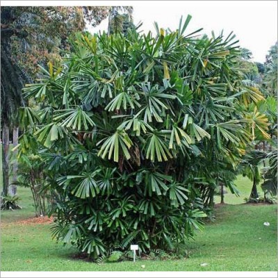 Licuala Spinosa Tree