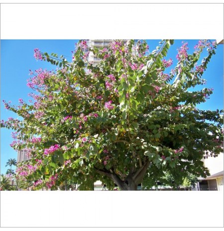 Bauhinia Tree