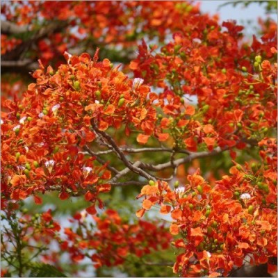Gulmahor Tree