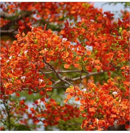 Gulmahor Tree