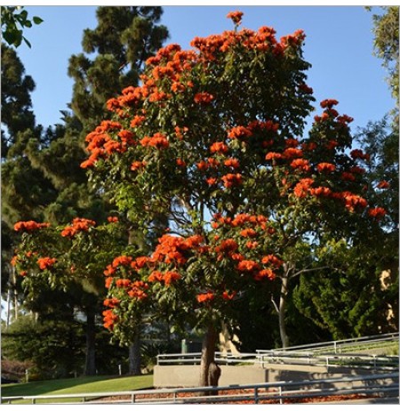 Spathodea Tree 